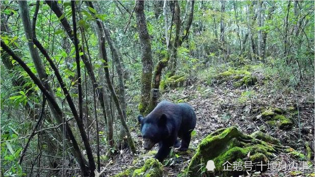 四不像惊现湖北堵河源保护区|精选资料解析大全,揭秘湖北堵河源保护区神秘生物，四不像惊现之地精选资料解析大全