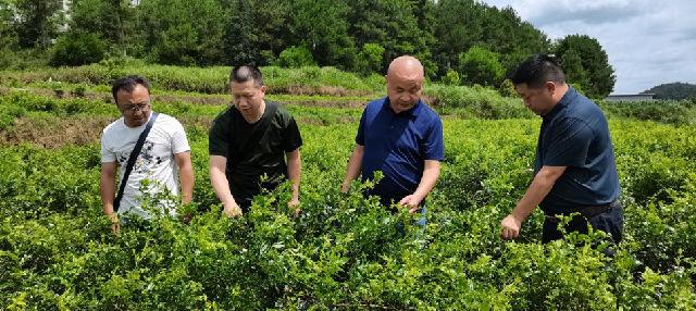 澳冂凤凰资料大全|精选资料解析大全,澳冂凤凰资料大全与精选资料解析大全，深度探索与解析