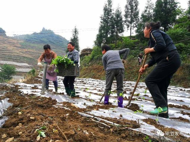 纳雍县百兴镇最新消息,纳雍县百兴镇最新消息全面解读