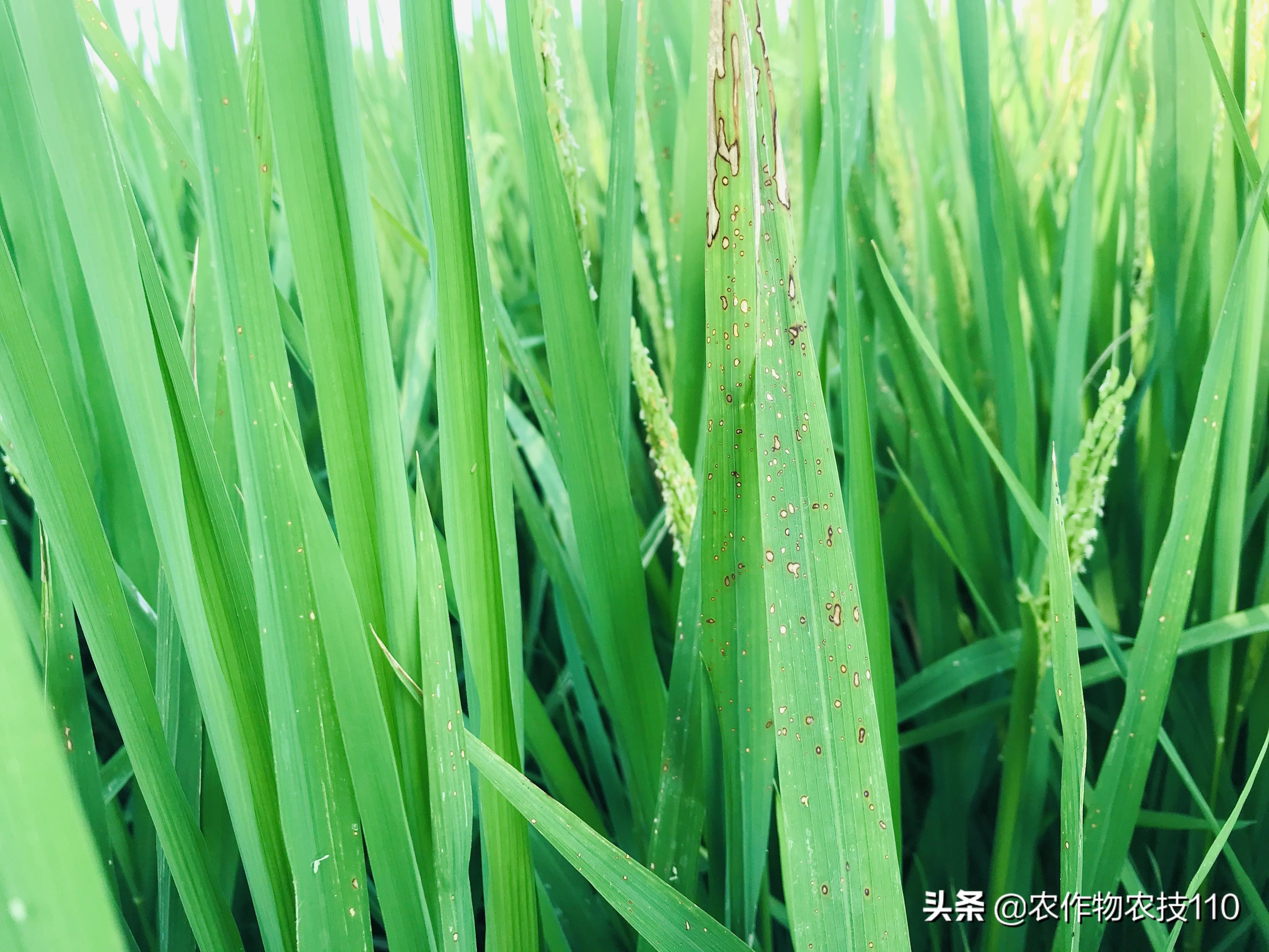 16年水稻最新除草剂,关于水稻除草剂的发展与演变，探讨最新水稻除草剂在农业生产中的应用